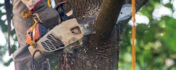 Best Hazardous Tree Removal  in Rutledge, GA