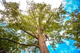 Best Tree Fertilization  in Rutledge, GA