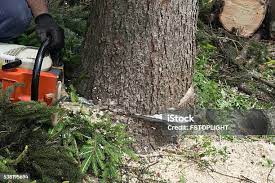 Best Tree Preservation Services  in Rutledge, GA