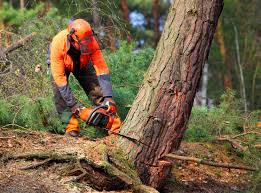 Best Soil Testing and Treatment  in Rutledge, GA
