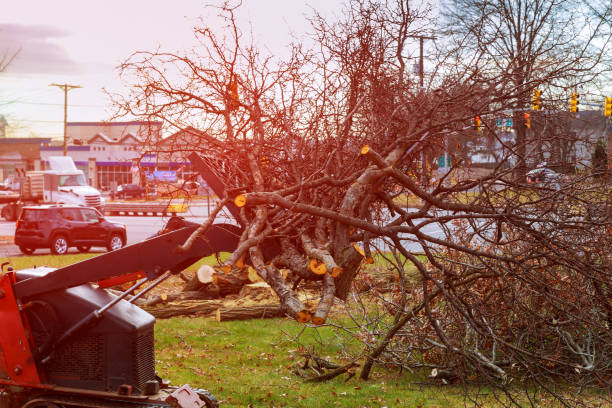 Best Tree Trimming and Pruning  in Rutledge, GA