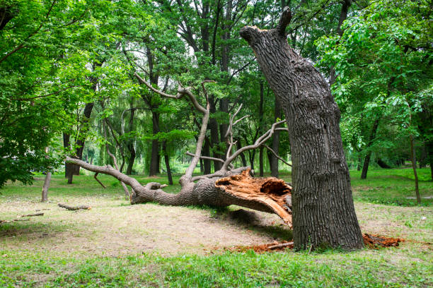Best Pest Control for Lawns  in Rutledge, GA