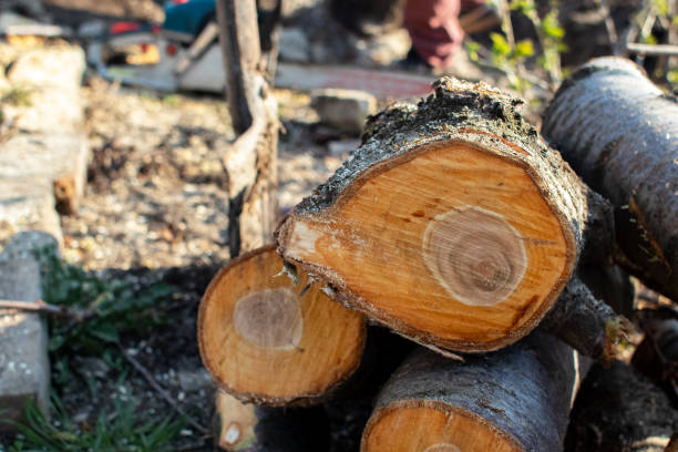 Best Commercial Tree Services  in Rutledge, GA