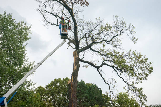 Best Firewood Processing and Delivery  in Rutledge, GA
