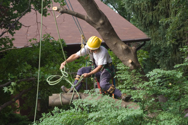  Rutledge, GA Tree Care Pros