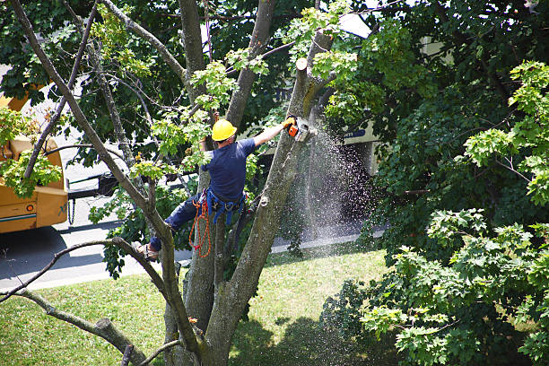 Best Palm Tree Trimming  in Rutledge, GA