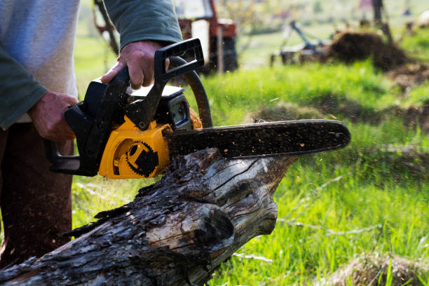 Best Tree Health Inspection  in Rutledge, GA