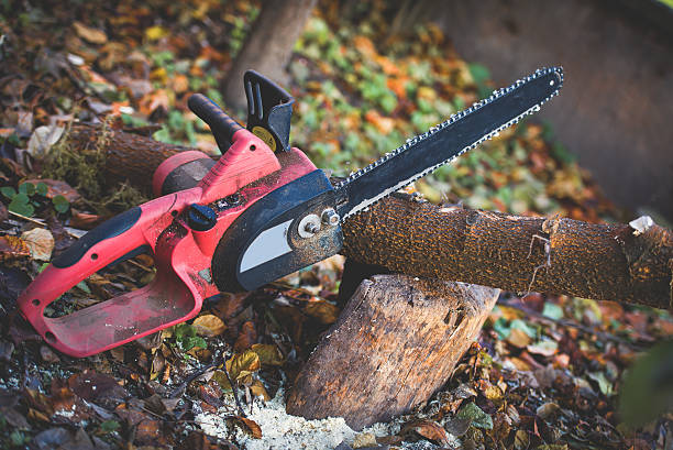 How Our Tree Care Process Works  in  Rutledge, GA