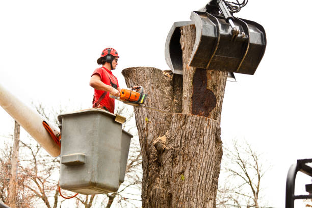 Best Aeration Services  in Rutledge, GA