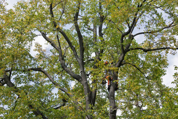 Best Leaf Removal  in Rutledge, GA